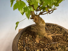 Load image into Gallery viewer, Trident Maple 026
