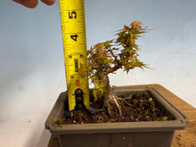 Load image into Gallery viewer, Kotohime Japanese Maple-010
