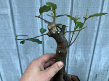 Load image into Gallery viewer, Chinese Quince #6
