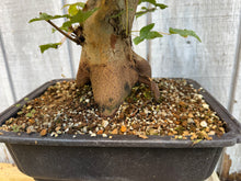 Load image into Gallery viewer, Trident Maple #48
