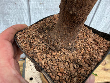 Load image into Gallery viewer, Trident Maple #34
