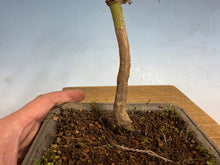 Load image into Gallery viewer, Japanese Maple 005
