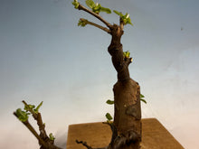 Load image into Gallery viewer, Chinese Quince 001

