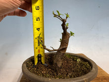 Load image into Gallery viewer, Chinese Quince 001
