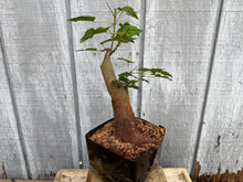 Load image into Gallery viewer, Trident Maple #32
