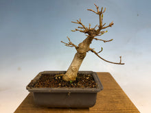 Load image into Gallery viewer, Trident Maple 001
