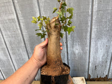 Load image into Gallery viewer, Trident Maple #43

