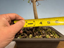 Load image into Gallery viewer, Chinese Elm, Root Cutting 001
