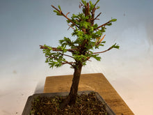 Load image into Gallery viewer, Dawn Redwood 003
