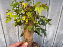 Load image into Gallery viewer, Trident Maple #44
