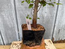 Load image into Gallery viewer, Zelkova, Japanese Grey Bark Elm #6
