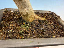 Load image into Gallery viewer, Trident Maple 001

