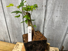 Load image into Gallery viewer, Trident Maple #15
