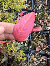 Load image into Gallery viewer, Arakawa Mayumi, Cork Bark Euonymus, Spindle Tree
