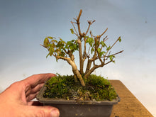 Load image into Gallery viewer, Trident Maple-Shohin Clump 002
