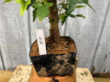 Load image into Gallery viewer, Trident Maple #14
