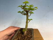 Load image into Gallery viewer, Shishigashira Japanese Maple 007
