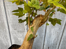 Load image into Gallery viewer, Trident Maple #17
