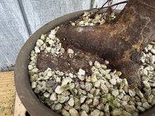 Load image into Gallery viewer, Zelkova, Japanese Grey Bark Elm #21
