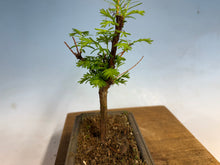 Load image into Gallery viewer, Dawn Redwood 004
