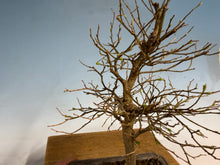 Load image into Gallery viewer, Chinese Hackberry, Celtis 001
