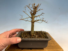 Load image into Gallery viewer, Zelkova, Japanese Grey Bark Elm 007
