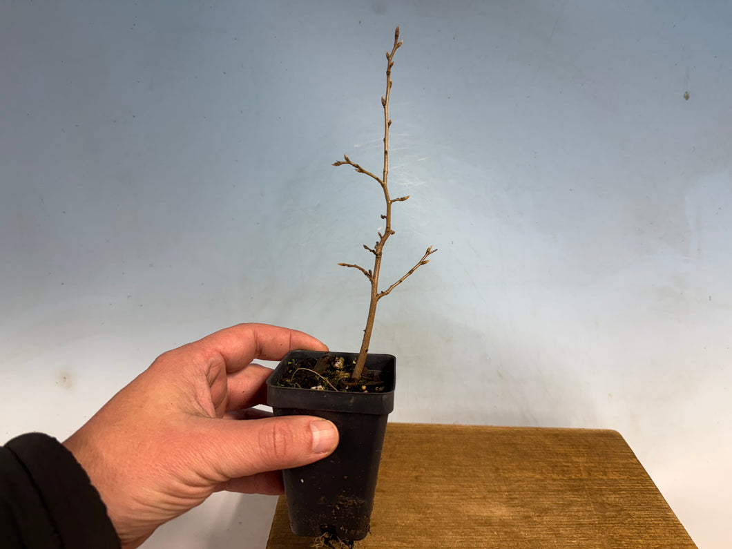 Princess Persimmon-Large