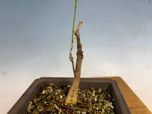 Load image into Gallery viewer, Japanese Wisteria 007
