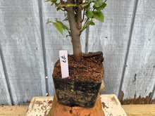 Load image into Gallery viewer, Zelkova, Japanese Grey Bark Elm #7
