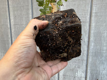 Load image into Gallery viewer, Trident Maple #3
