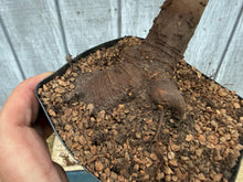Load image into Gallery viewer, Zelkova, Japanese Grey Bark Elm #14
