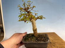 Load image into Gallery viewer, Trident Maple 007
