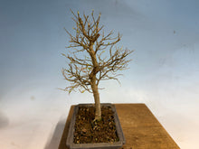 Load image into Gallery viewer, Chinese Hackberry, Celtis 001
