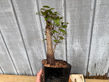 Load image into Gallery viewer, Zelkova, Japanese Grey Bark Elm #2
