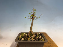 Load image into Gallery viewer, Chinese Elm, Root Cutting 001

