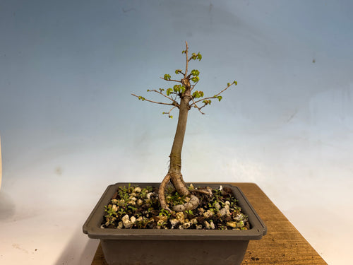 Products – Kaede Bonsai-en