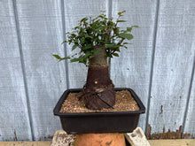 Load image into Gallery viewer, Zelkova, Japanese Grey Bark Elm #17
