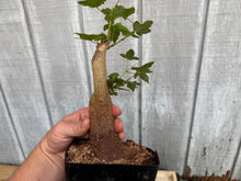 Load image into Gallery viewer, Trident Maple #32
