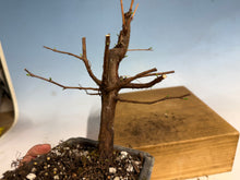 Load image into Gallery viewer, Dawn Redwood 002
