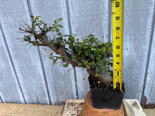 Load image into Gallery viewer, Chinese Elm #6
