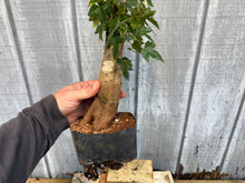 Load image into Gallery viewer, Trident Maple #21
