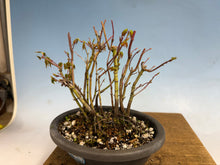 Load image into Gallery viewer, Japanese Maple Clump 002 13 Trees
