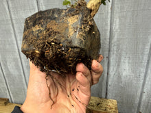 Load image into Gallery viewer, Trident Maple #13
