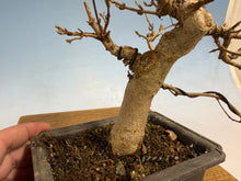 Load image into Gallery viewer, Trident Maple 002
