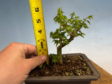Load image into Gallery viewer, Shishigashira Japanese Maple 003
