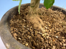 Load image into Gallery viewer, Trident Maple 022
