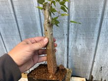 Load image into Gallery viewer, Trident Maple #23
