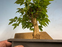 Load image into Gallery viewer, Trident Maple 014
