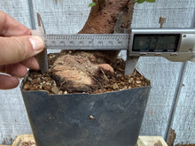 Load image into Gallery viewer, Chinese Elm #2
