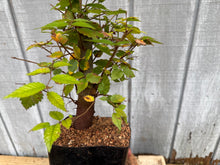 Load image into Gallery viewer, Zelkova, Japanese Grey Bark Elm #8
